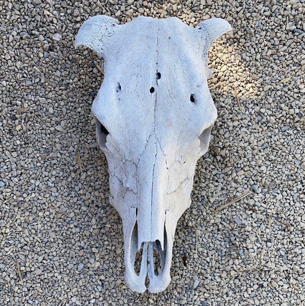 Vintage Cow Skull